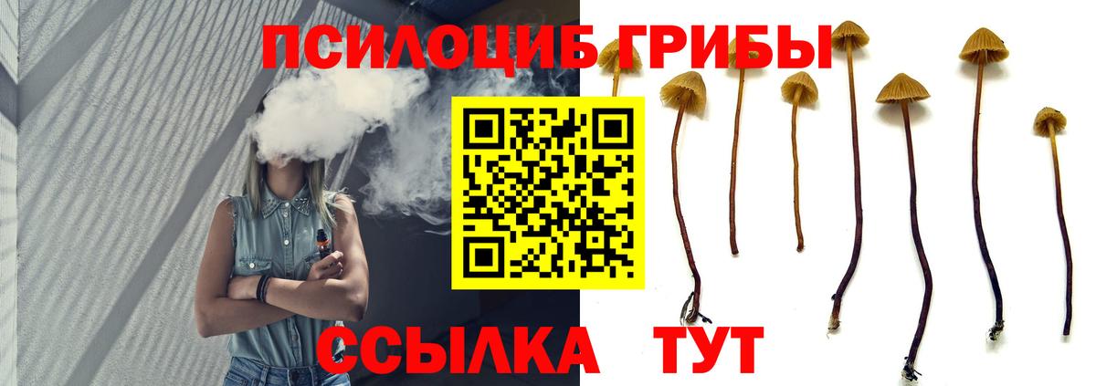 Псилоцибиновые грибы Psilocybe  Вход с VPN  Елизово 